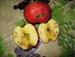 Pomme Malade (2).jpg
