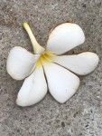 fleurs 460.jpg
