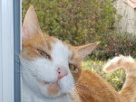 le chat !!!! novembre 2008 009.jpg