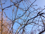 IMG_4772.JPG