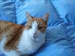 le chat !!!! Mimi 009.jpg