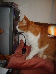 le chat !!!! Mimi 012.jpg