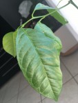 feuille combava.JPG