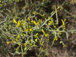 Ulex parviflorus, Ajonc à petites fleurs .JPG