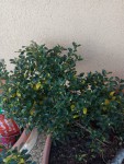 Ilex Crenata jauni