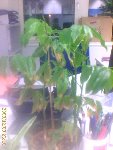 IMAGE_00007.jpg