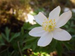 IMGP8003 Anemone nemorosa_001.JPG