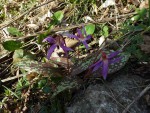 IMGP8004 Erythronium dens-canis_001.JPG