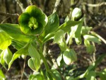 IMGP8025 Helleborus foetidus_001.JPG