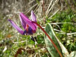 IMGP8029 Erythronium dens-canis_001.JPG