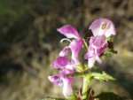 IMGP8036 Lamium maculatum_001.JPG