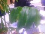 IMAGE_00008.jpg