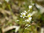 IMGP8039 Draba verna_001.JPG