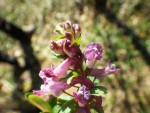 IMGP8044 Corydalis solida_001.JPG