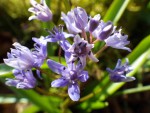 IMGP8073 Scilla bifolia_001.JPG