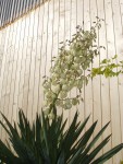 yucca-en-fleur-2.jpg