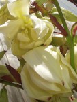 yucca-fleur.jpg