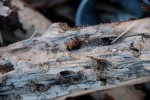 DSC_5618.JPG