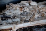 DSC_5619.JPG