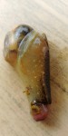 mollusque.jpg