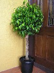 ficus_benjamina_033.jpg