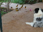 Ruby au Sénégal
