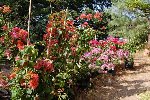 bougain_05092008.jpg