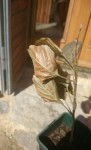 Pommier feu bact.jpg