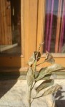 pommier feu bact3.jpg