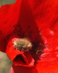 Coquelicot et Cetoine.JPG