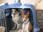 Ruby et Maia_pi.jpg