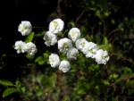 Spiraea prunifolia.JPG