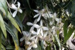 C. armandii 195.JPG