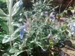 IMG_20190329_153937.jpg