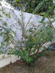 1-ALBIZIA.jpg
