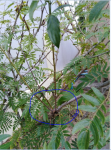 3-AUTRE BOURGEONNEMENT CALEUX-Capture.PNG