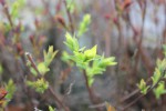 IMG_1187_resultat.JPG