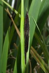 Carex riparia 2.JPG