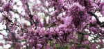 Cercis siliquastrum (Arbre de Judée).JPG