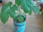 Photo Carrence Tomate Cerises