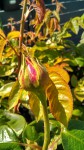 IMG_20190401_125425_315.jpg