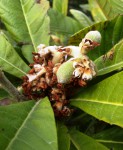 Bibassier (Eriobotrya japonica) fruits.JPG