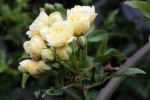 Rosa 'Lady Banks' 0211.JPG