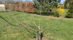pommier