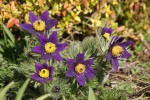 DSC01239.jpg