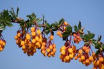 DSC01247.jpg