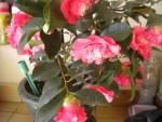 DSCN7459.JPG