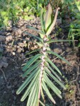 detail du haut de cette plante.jpg