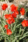 DSC01270.jpg