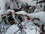 neige décembre 2008 025.jpg